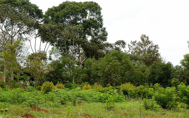 Agroforestry