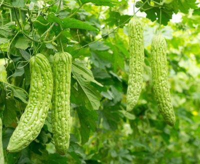 growing-bitter-melon-in-pot-1