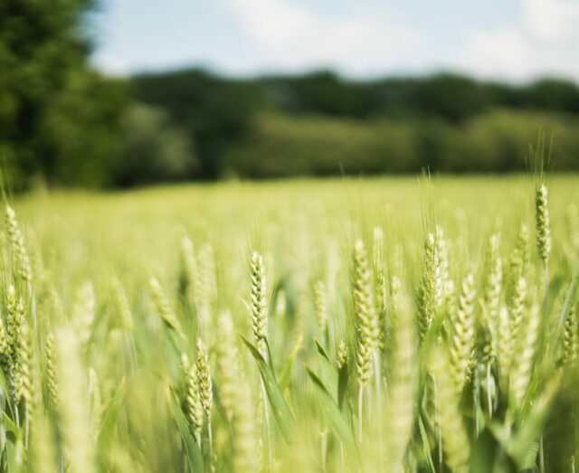 wheat field